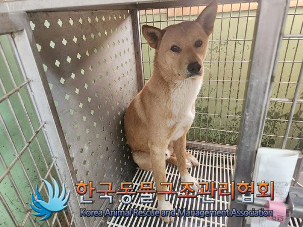 유기된 강아지