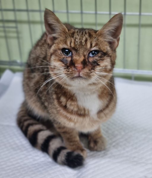 유기고양이 이미지