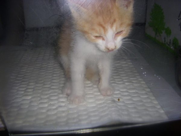 고양이 이미지