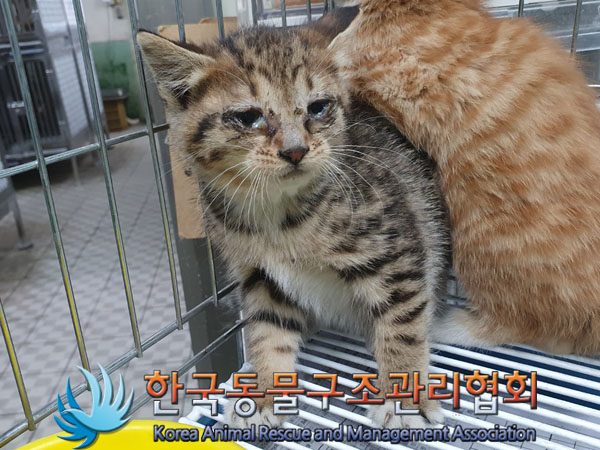 고양이 이미지