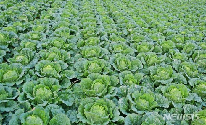 [세종=뉴시스]한국농수산식품유통공사(aT)는 올여름 배추와 무의 수급안정을 위해 2024년 여름작기 채소가격안정지원사업에 참여할 신규사업자를 오는 10일까지 모집한다.(사진=aT 제공)