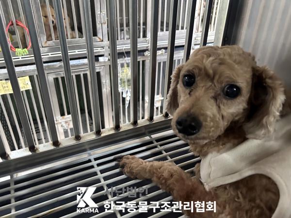 푸들