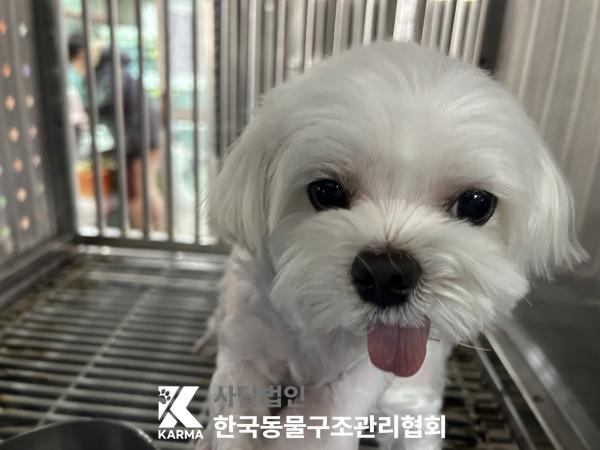 말티즈
