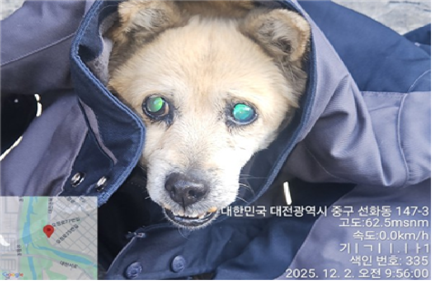 믹스견