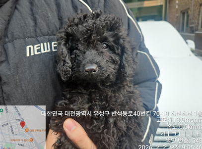푸들