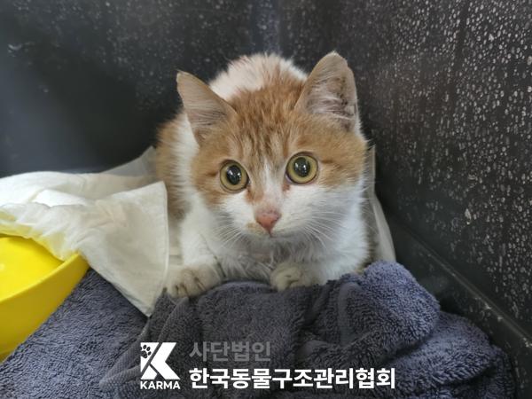 한국 고양이