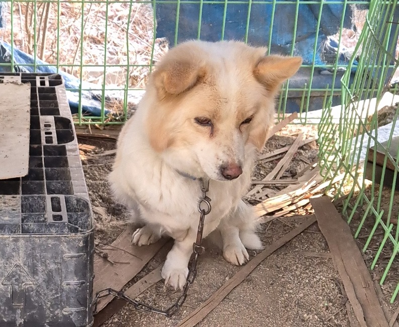 믹스견