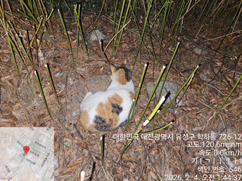 한국 고양이