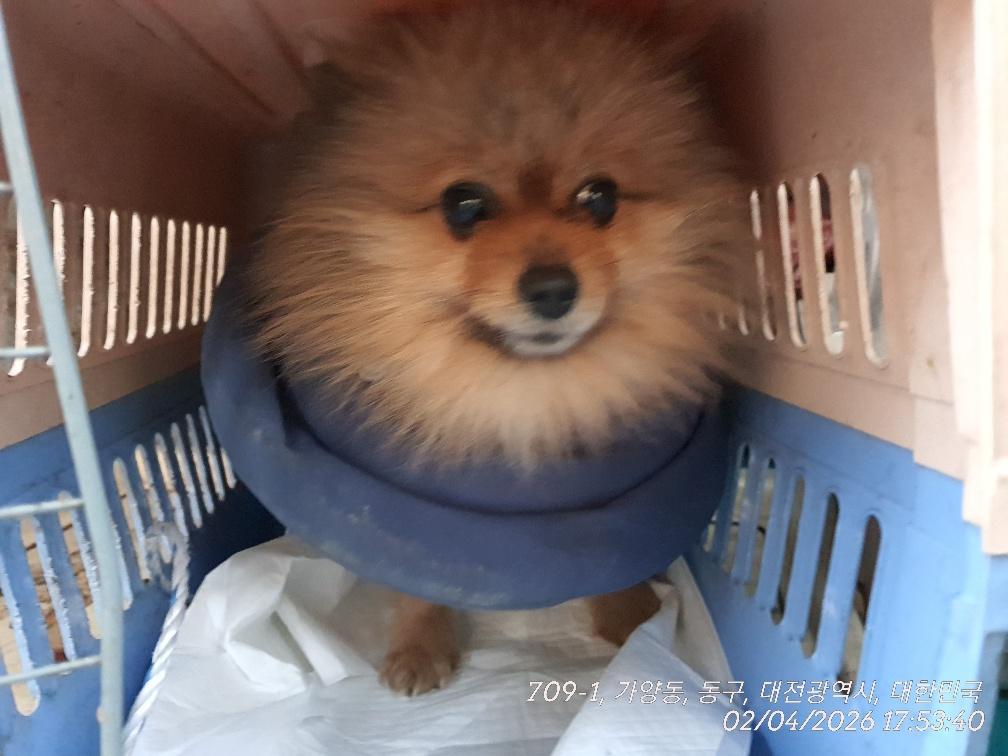 포메라니안