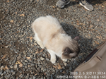 레그돌