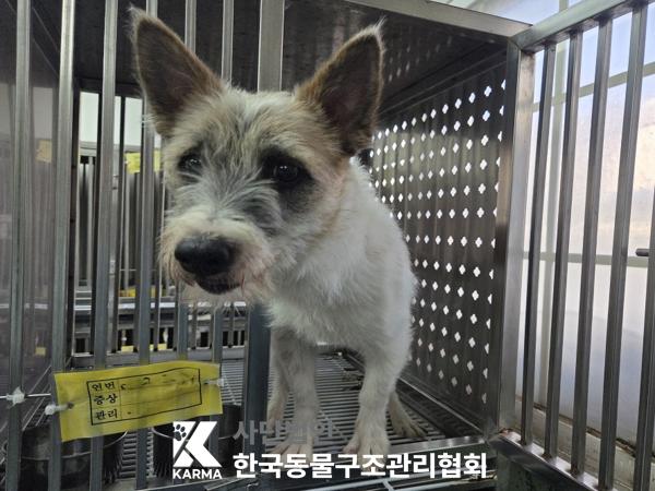 믹스견