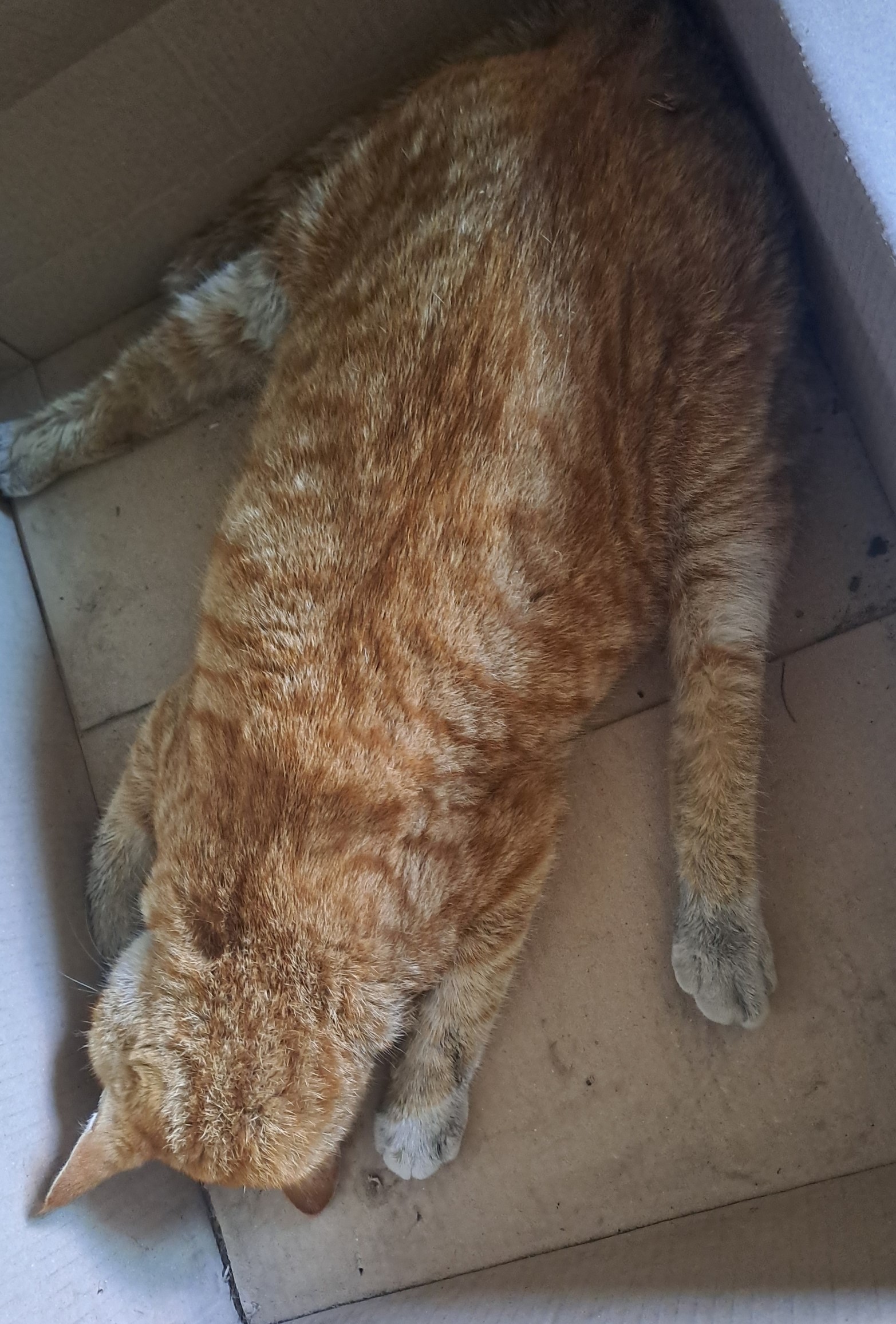 한국 고양이