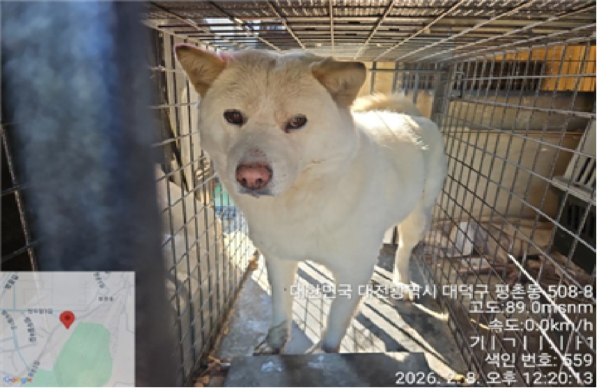 믹스견