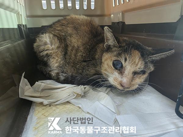 한국 고양이