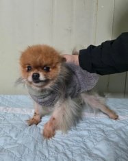 포메라니안