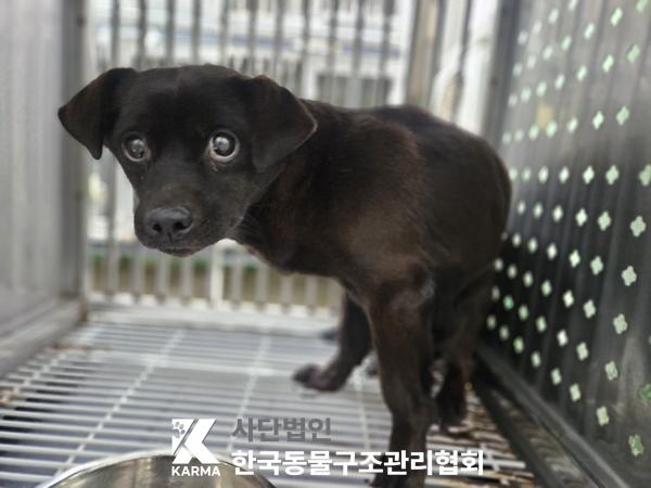 믹스견
