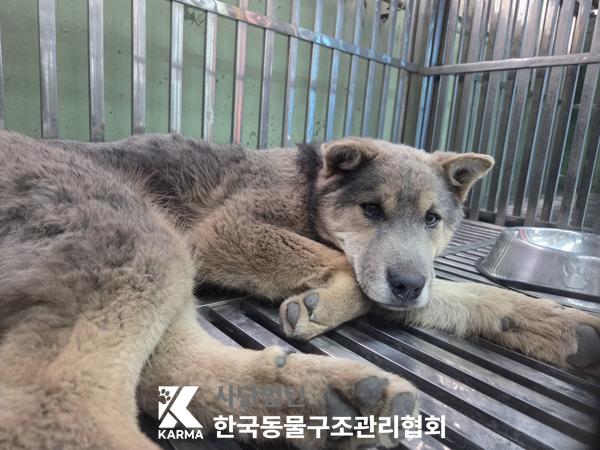 믹스견