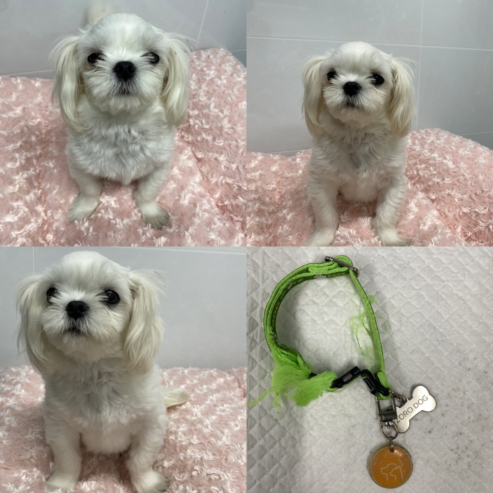말티즈