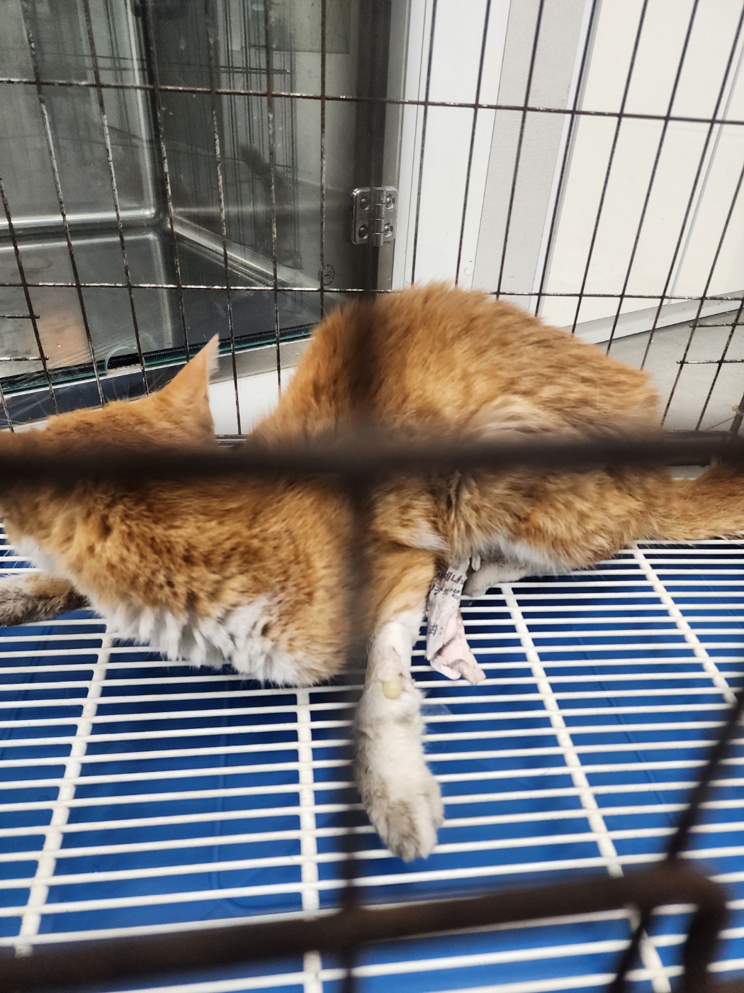 한국 고양이